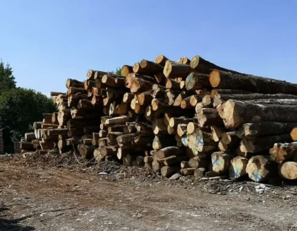 Camion de 20m3, Hêtre Chêne Charme en grume